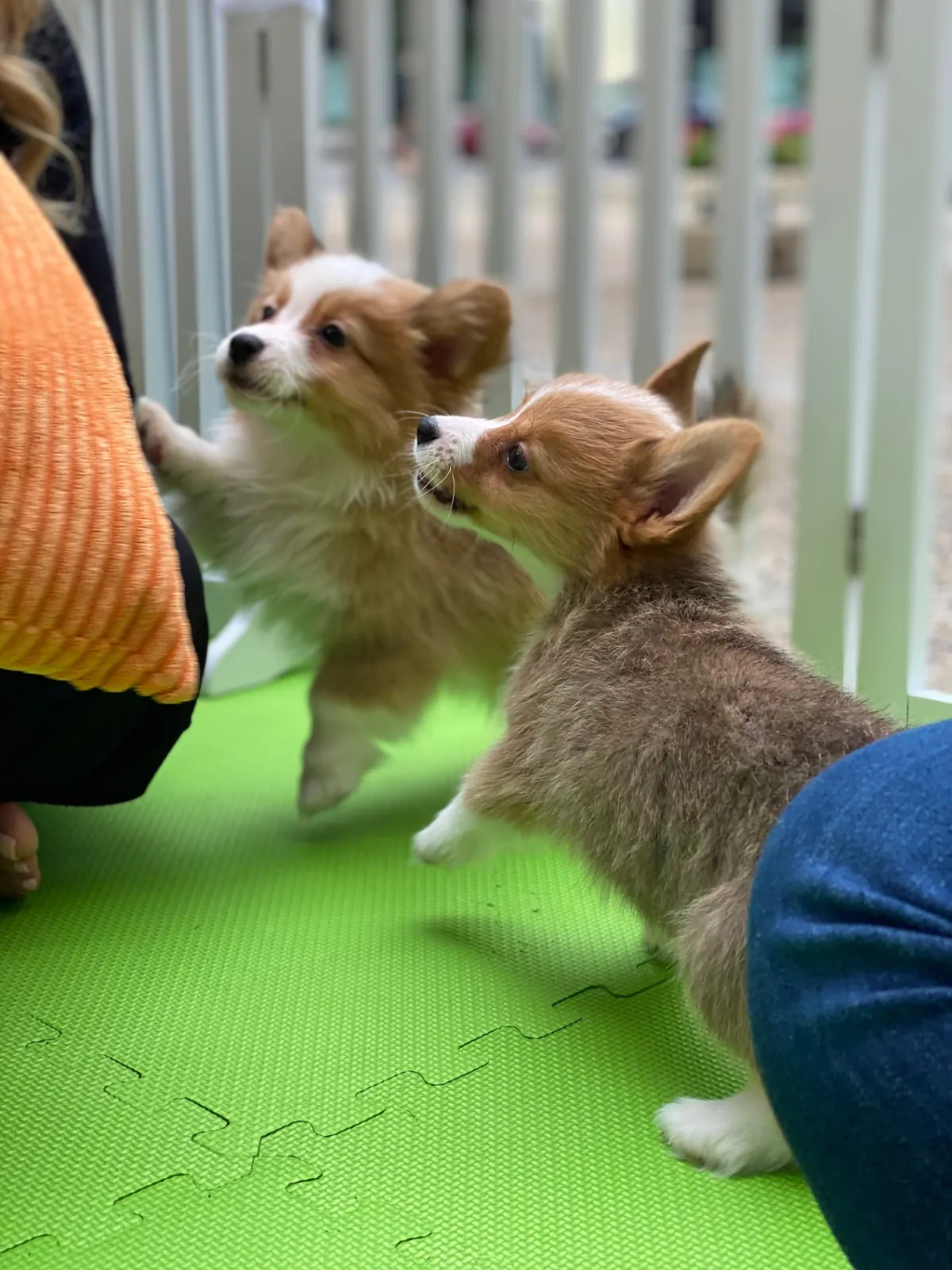 Two corgi puppies playing on soft mats