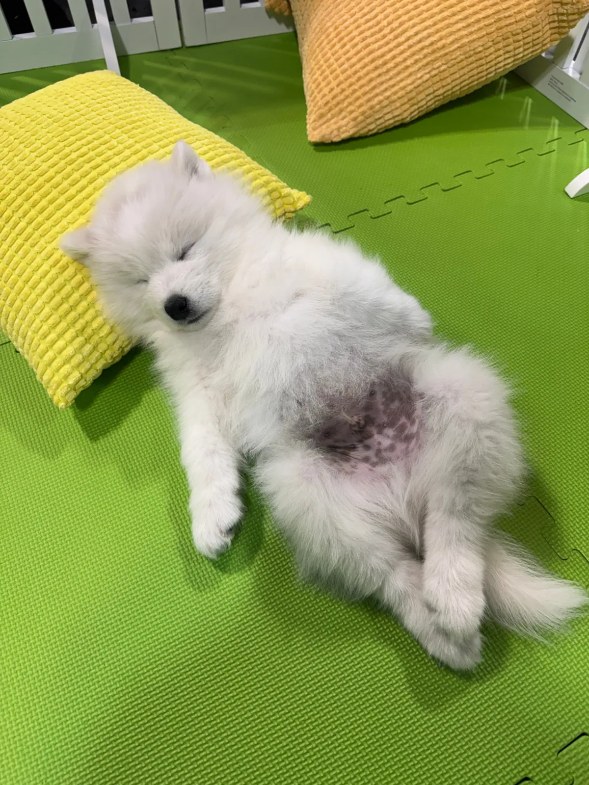 Attendee sitting with a puppy during a wellness activation