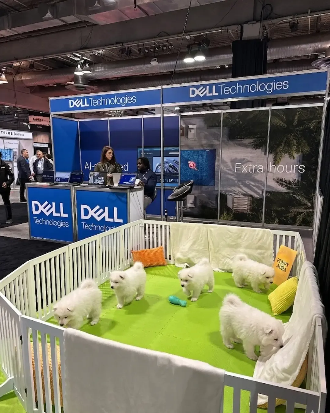 Samoyed puppies in the play pen beside the Dell Technologies booth