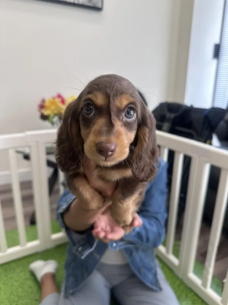 A guest calmly holding a dachshund puppy