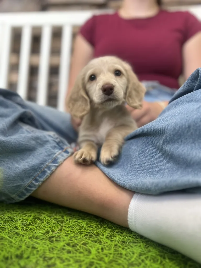 A cream dachshund puppy resting on a guest's lap