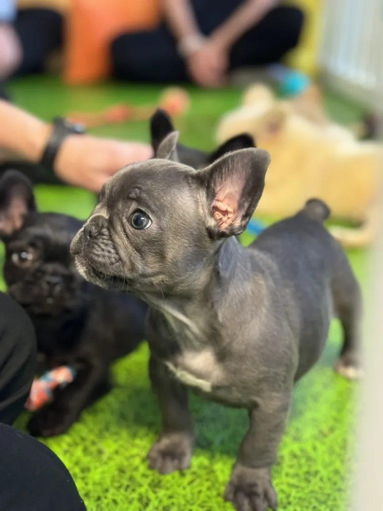 French bulldog puppies exploring among guests