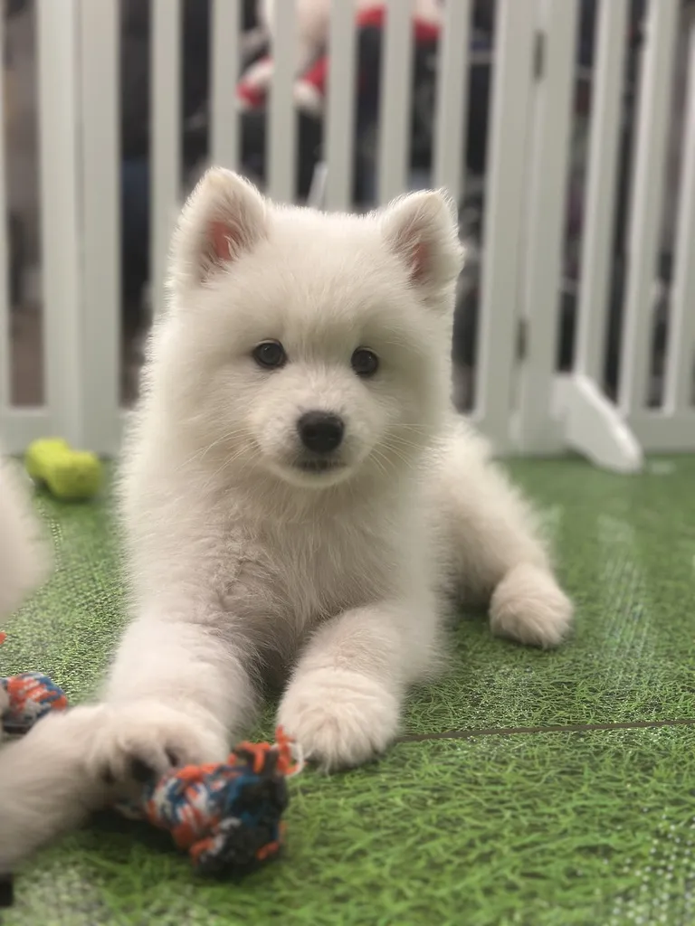A white Samoyed puppy relaxing on the turf with a toy