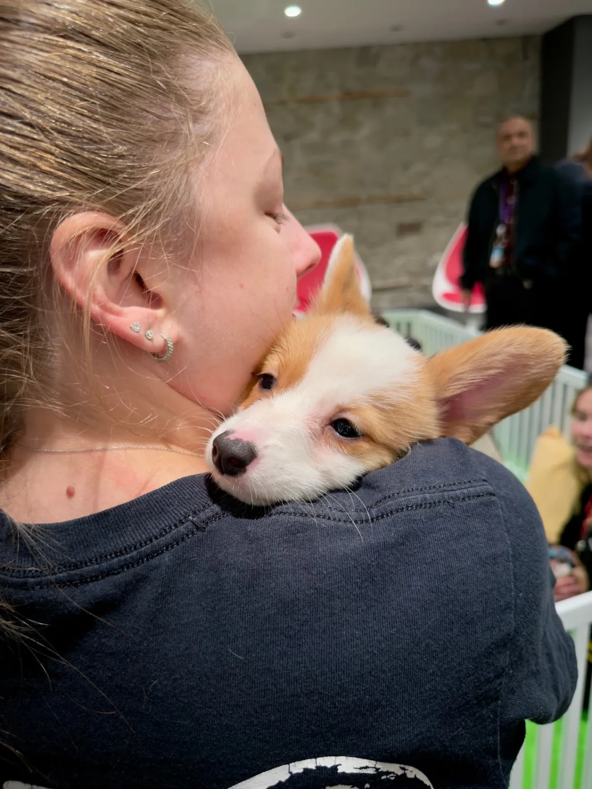 Corgi puppy resting on a guest's shoulder
