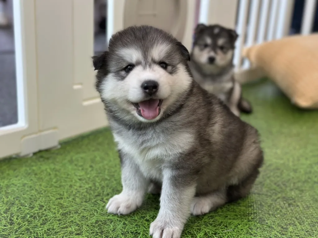 Puppies roaming a calm therapy room