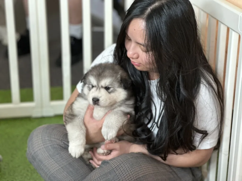 A guest gently cuddling a husky puppy