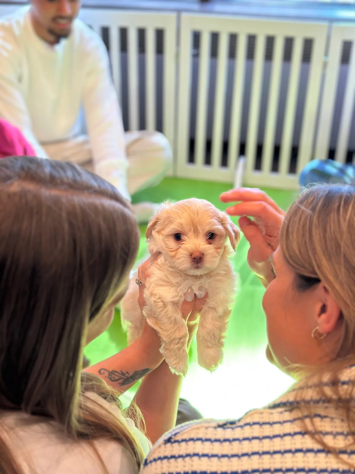 Two guests gazing at a fluffy puppy held up during a session