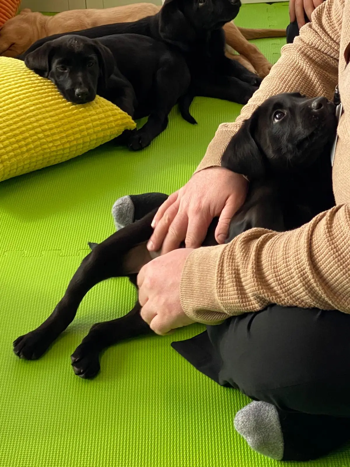 Puppies relaxing during a Puppy Aura session