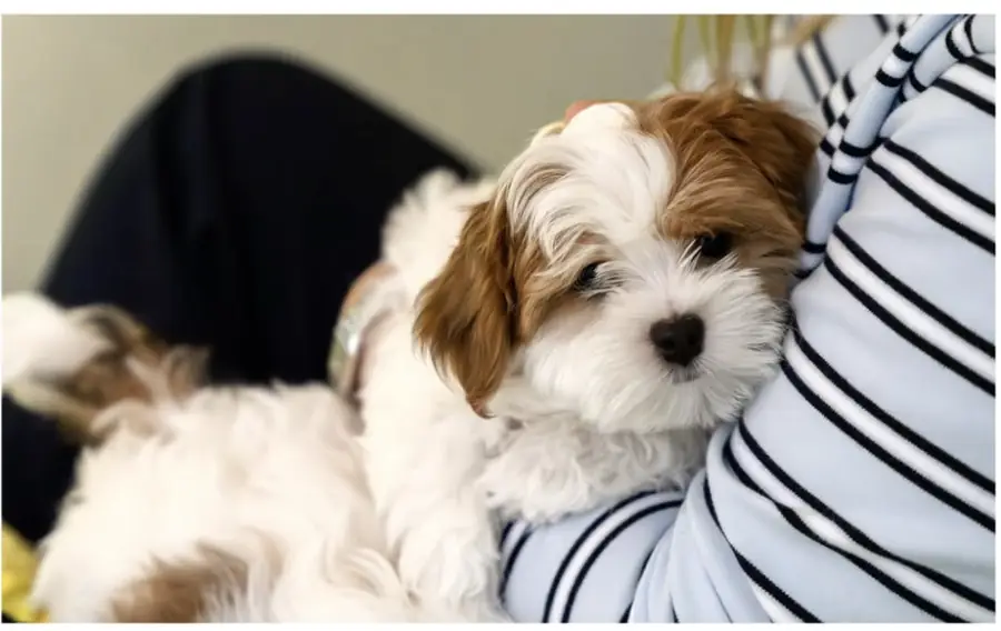 Quiet moment during a puppy therapy session
